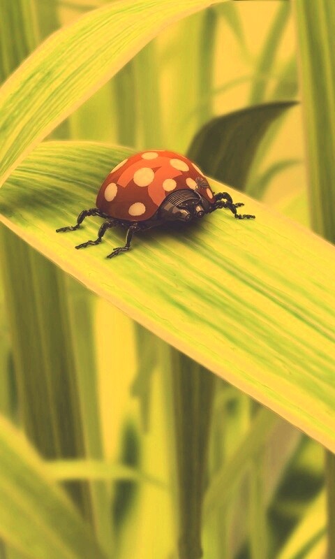 Милая божья коровка робот обои