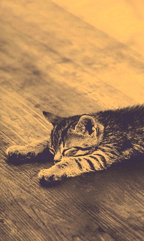 Растянувшийся кошара обои