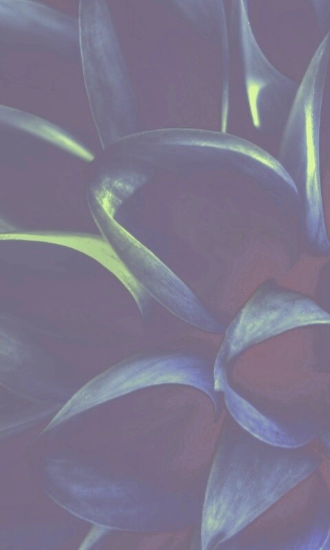 Лепестки обои