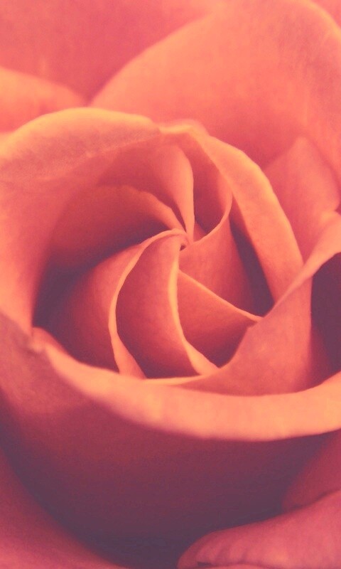 Идеальная роза обои