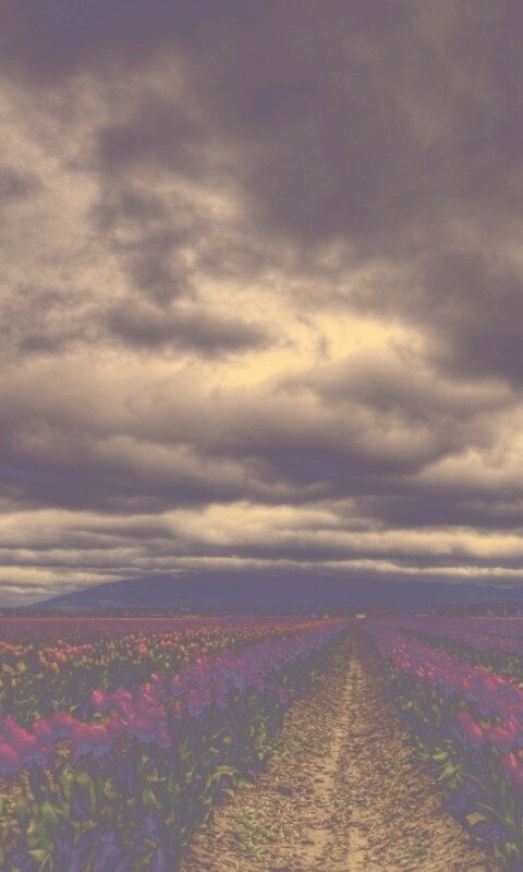 Цветочное поле под грозовым небом обои