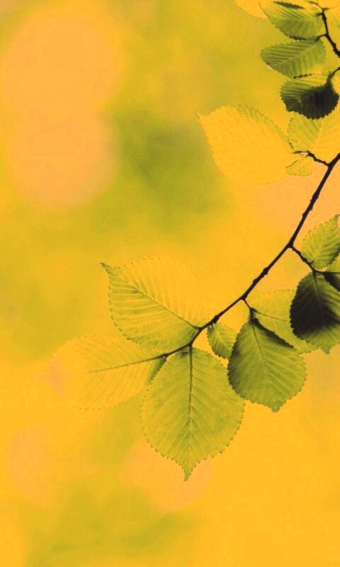 Зеленая ветка с листьями обои