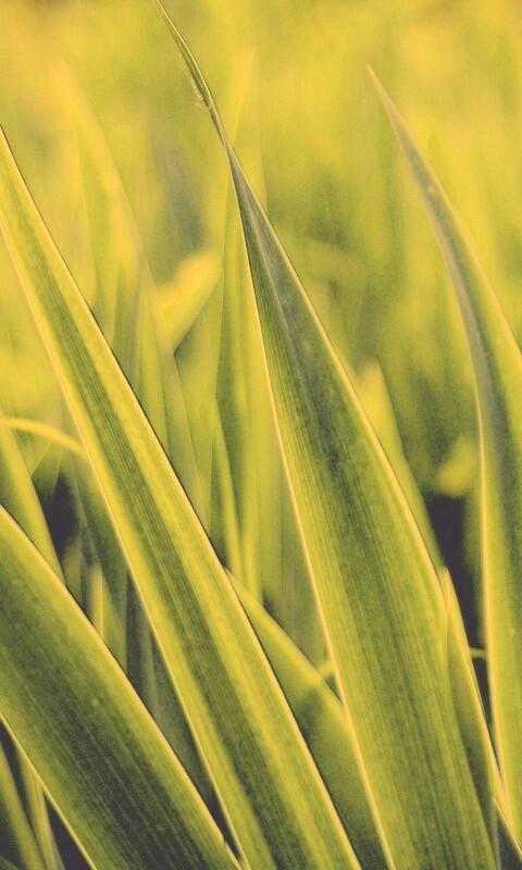 Идеальная зелень обои