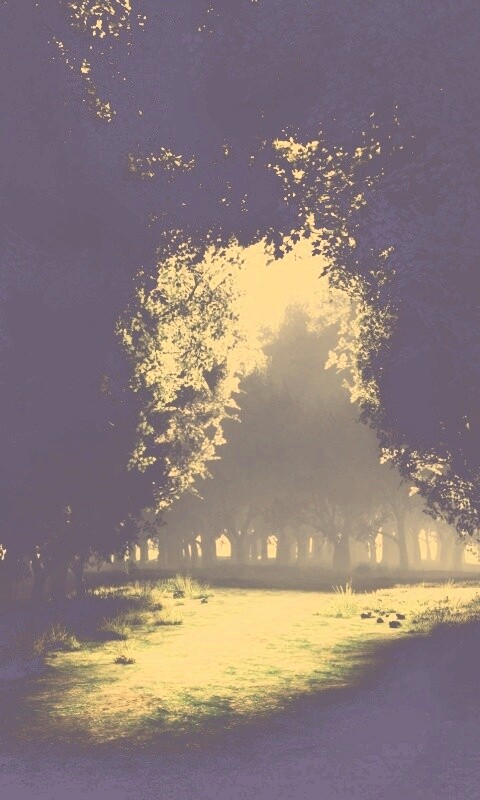 Сумерки в волшебном лесу обои