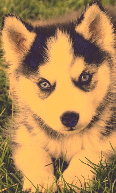 Голубоглазый щенок хаски обои