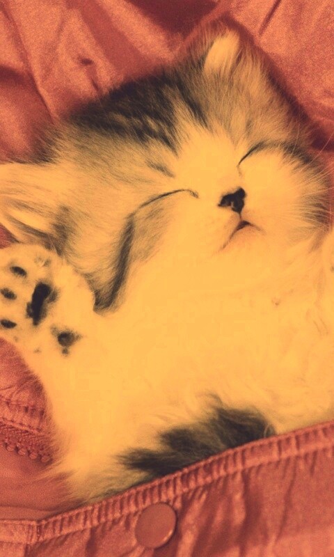 Котенок на розовой куртке обои