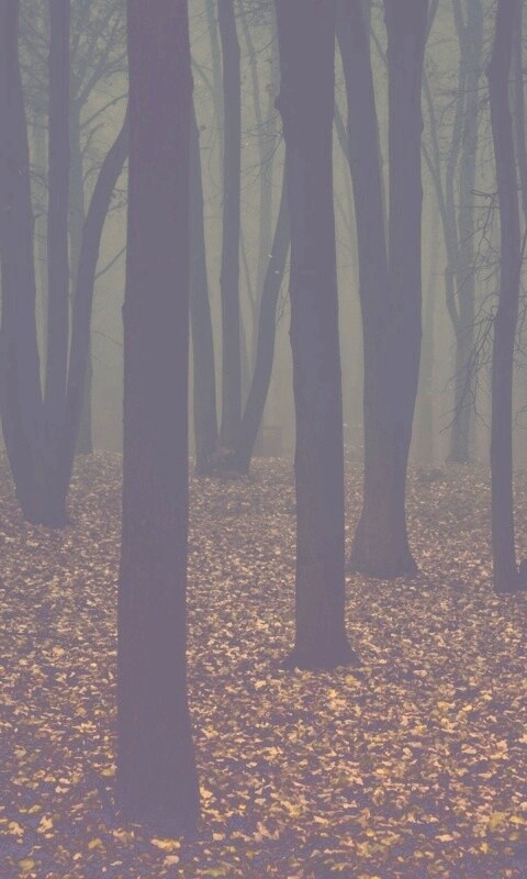 Таинственный лес обои