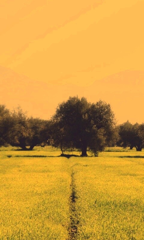 Зеленое поле обои