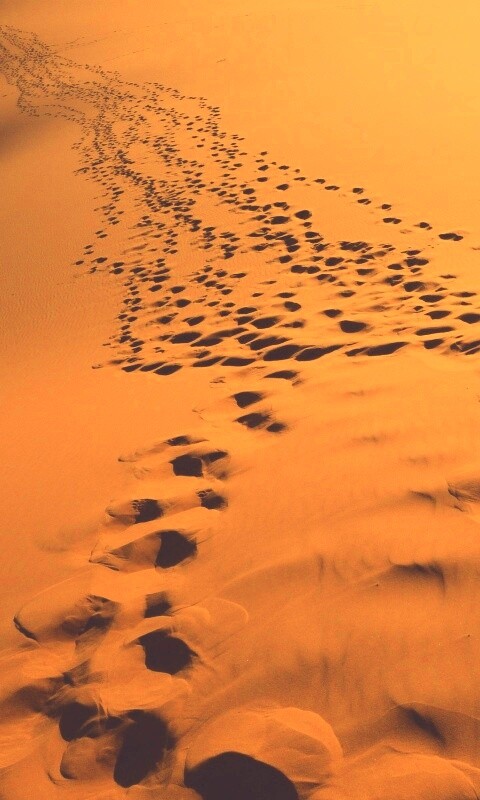 Следы в пустыне обои