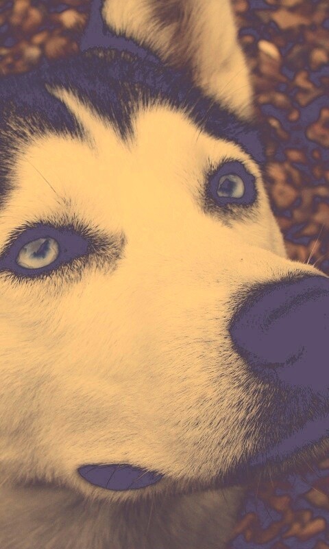 Собака хаски обои