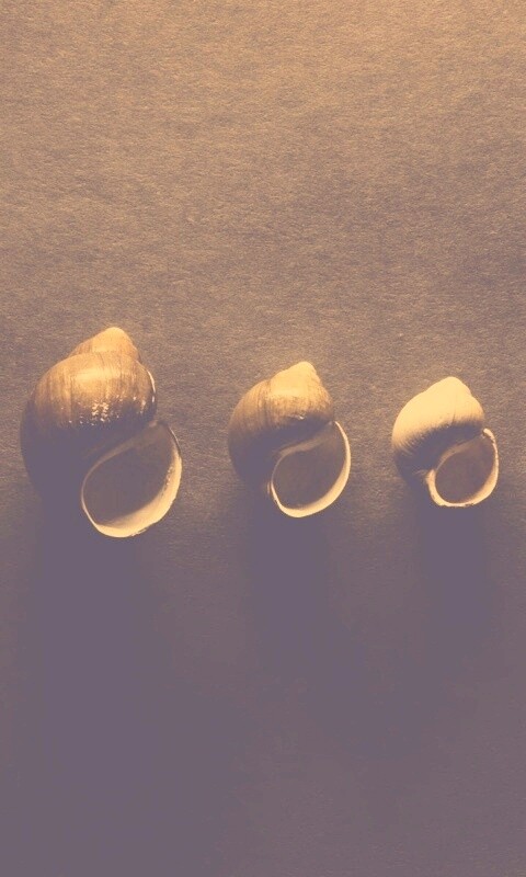 Раковины обои