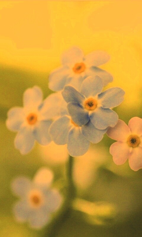 Обои цветов обои