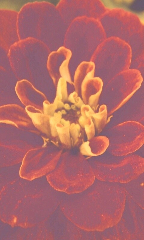 Красный цветок обои