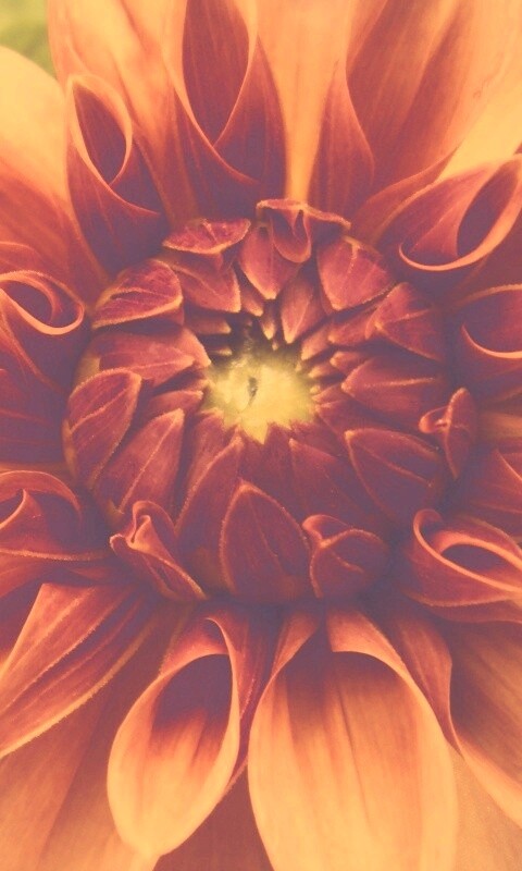 Аленький цветочек обои