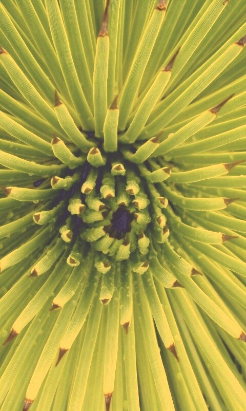 Хищный цветок обои