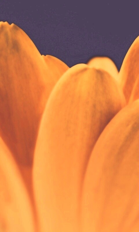 Цветочные лепестки обои