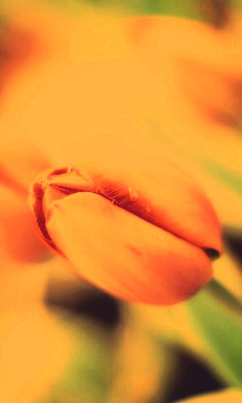 Красивый тюльпан обои