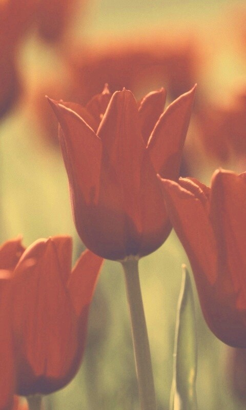 Красные цветы обои