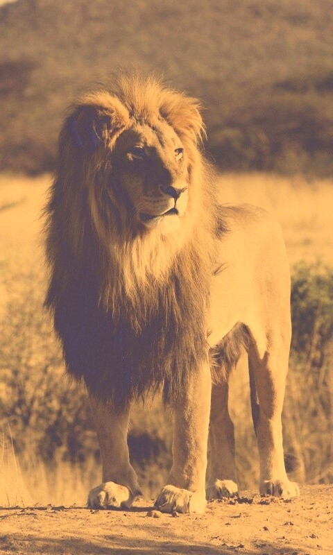 Царь зверей обои