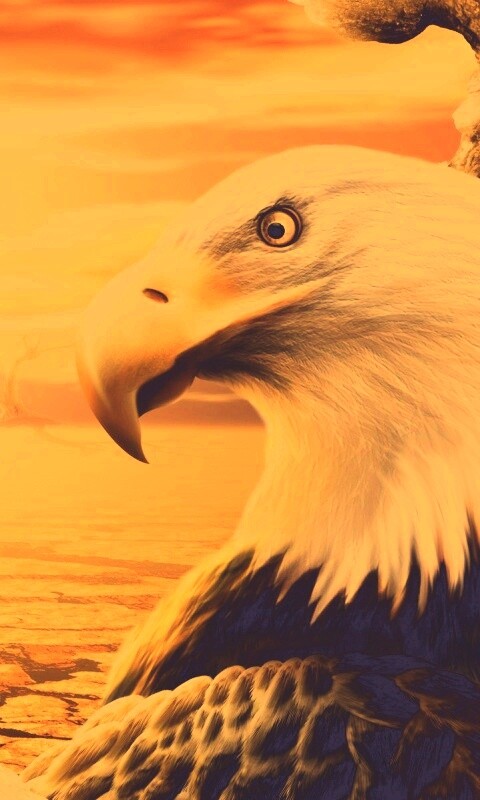 Нарисованный орел обои