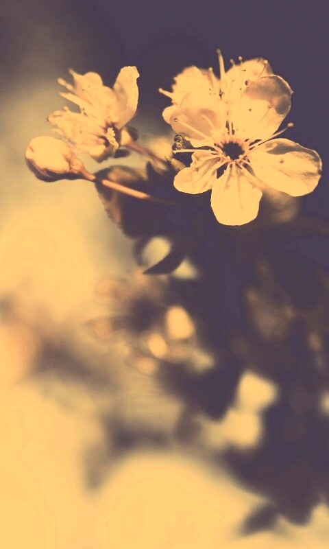 Цветок вишни обои