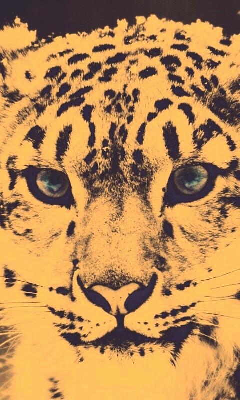 Снежный барс обои