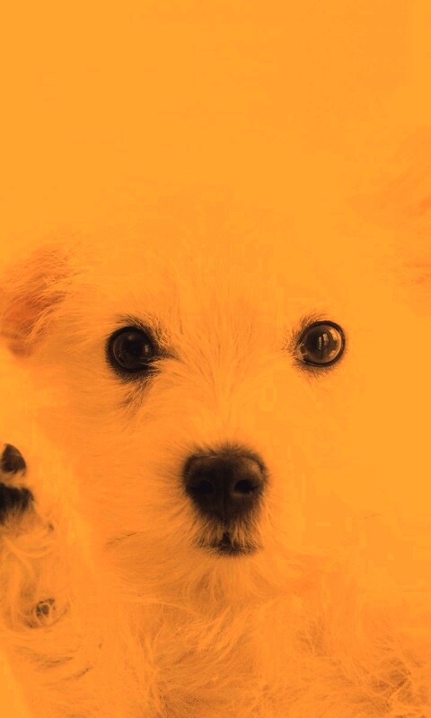 Белый любознательный щенок обои