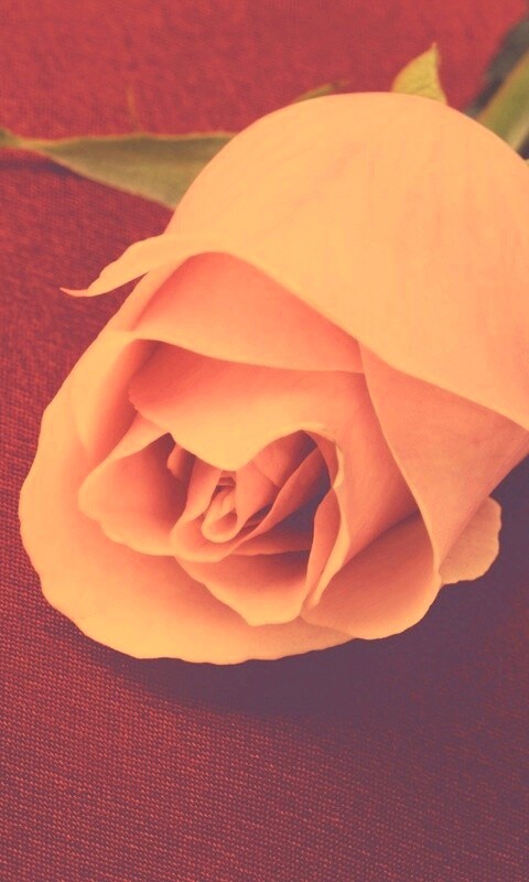 Розовая роза обои