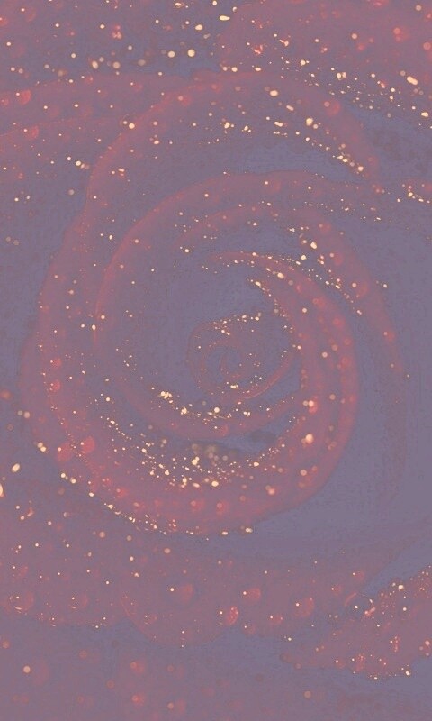 Красная роза обои