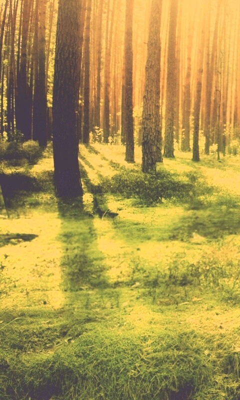 Солнечный лес обои