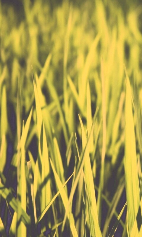 Яркая сочная трава обои