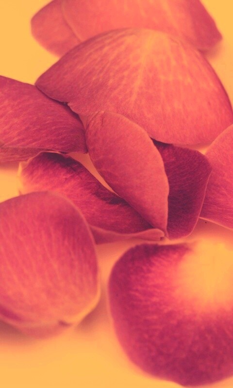 Лепестки розы обои