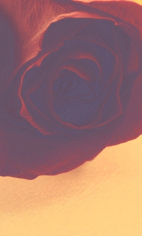 Красная роза обои