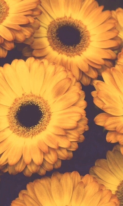 Желтые герберы обои