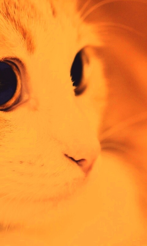 Кот с большими глазами обои