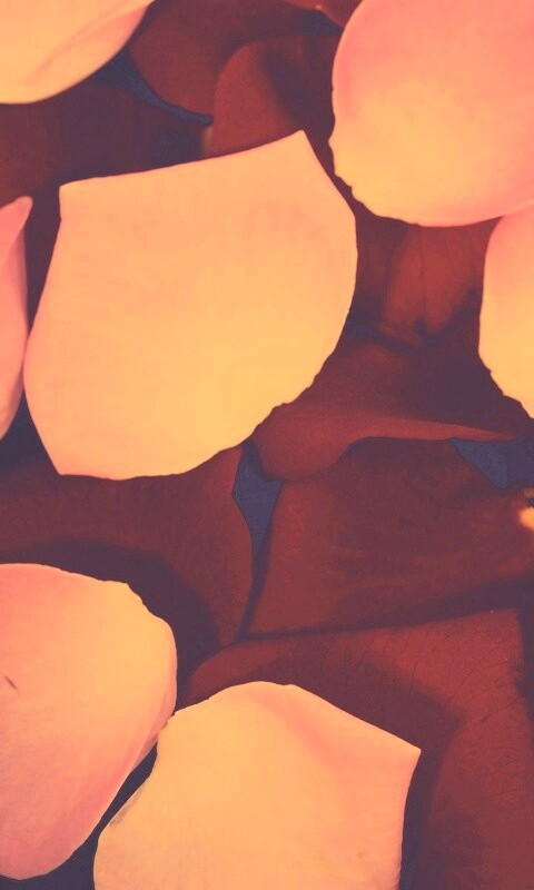 Розовые и красные лепестки обои