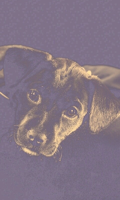 Собачка в сумке обои