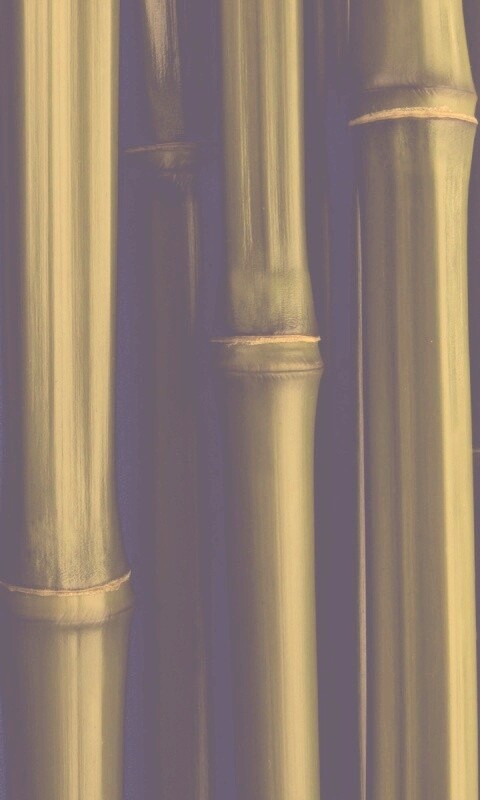 Бамбуковая роща обои