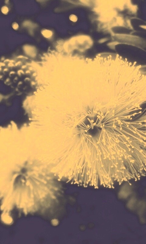 Сказочный цветок обои