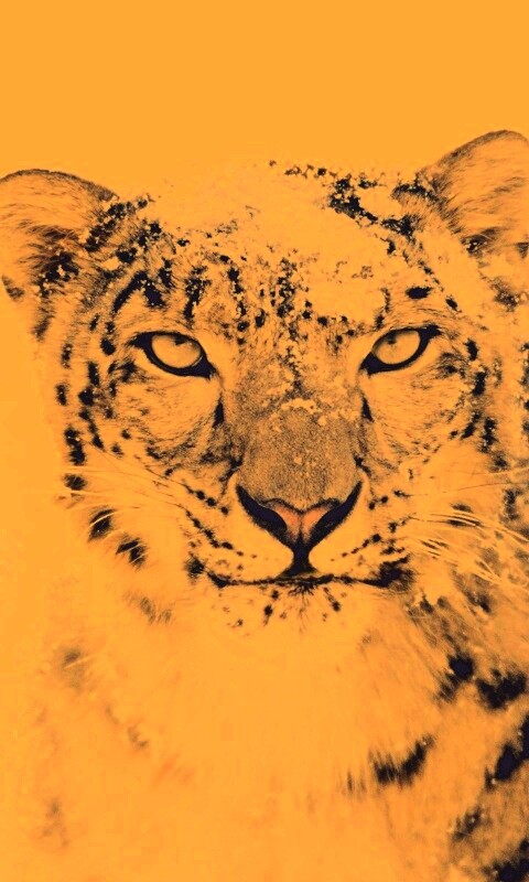 Снежный леопард обои