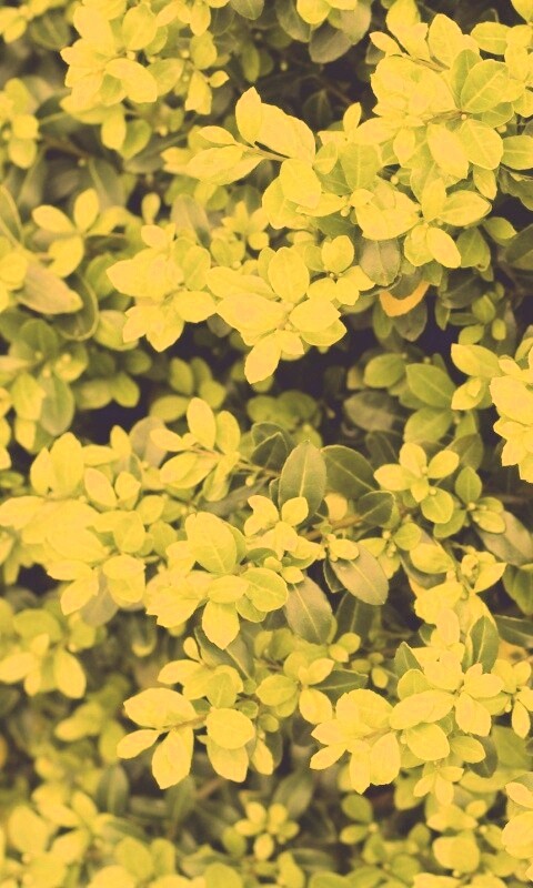 Густая листва обои