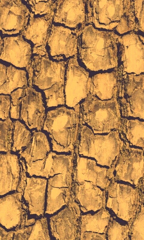 Кора дерева обои