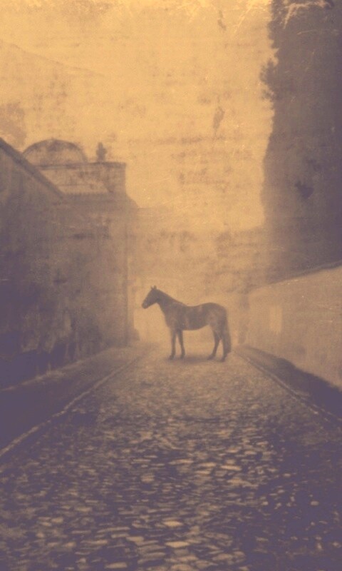 Лошадь в тумане обои