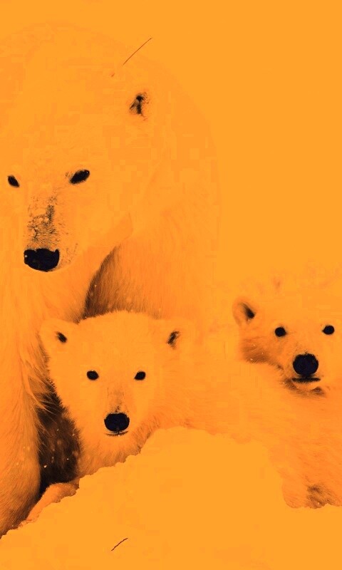 Белые медведи обои