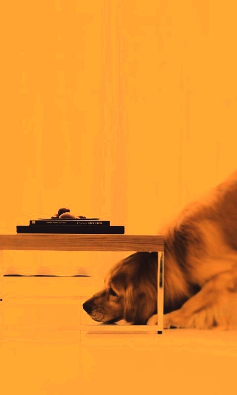 Большая собака под маленький столик обои