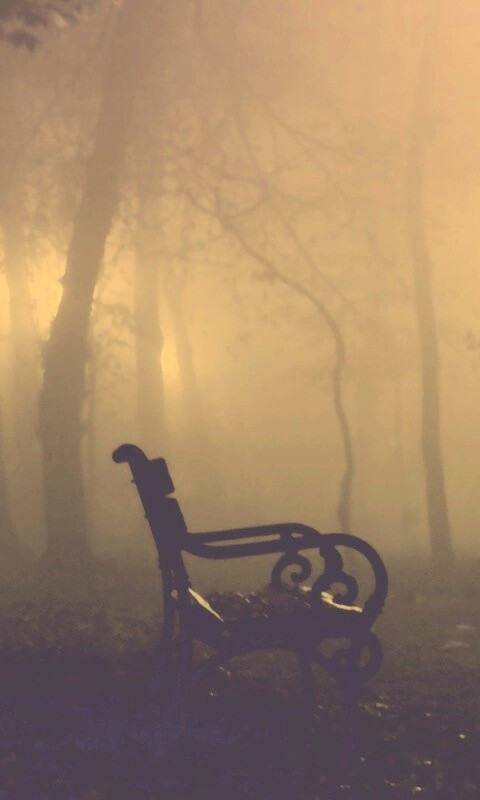 Темный лес обои