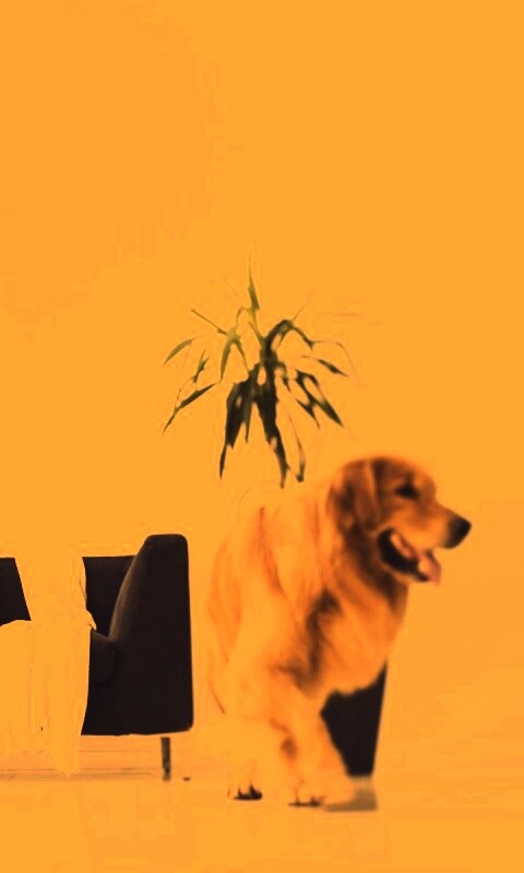 Собака в быту обои