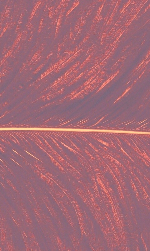 Перо попугая обои