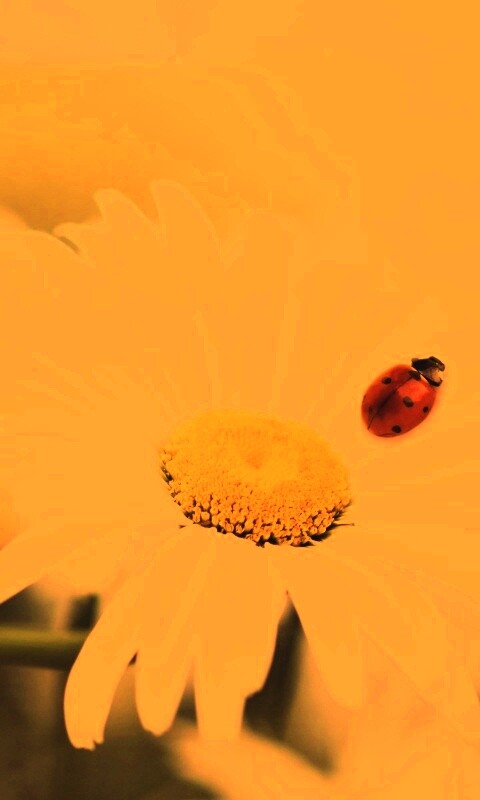 Божья коровка обои