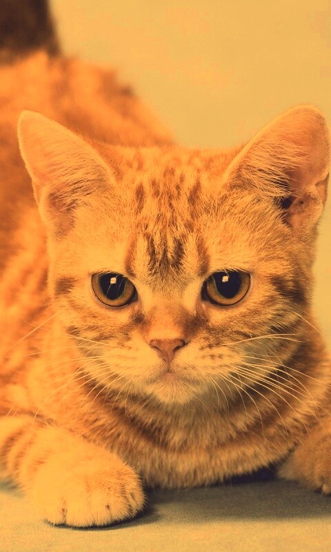 Котенок обои